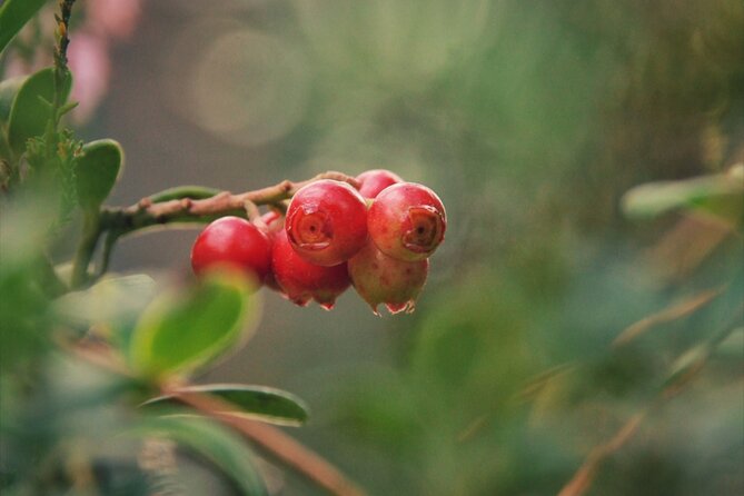 Rovaniemi: Mushrooms & Wild Berries Picking Tour - Safety and Accessibility
