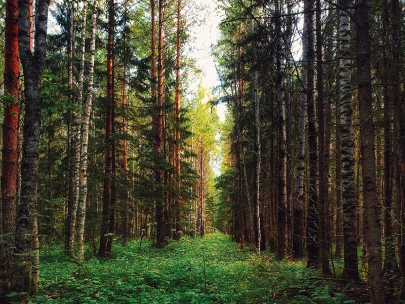 Rovaniemi: Mushrooms & Wild Berries Picking Tour - Tour Overview