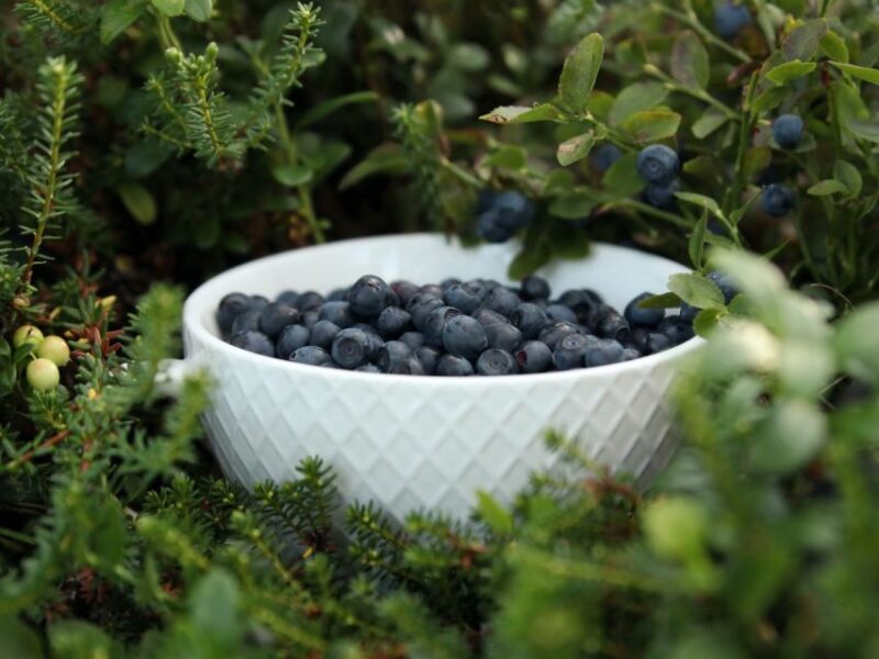Rovaniemi: Mushrooms & Wild Berries Picking Tour - Wild Berry Picking