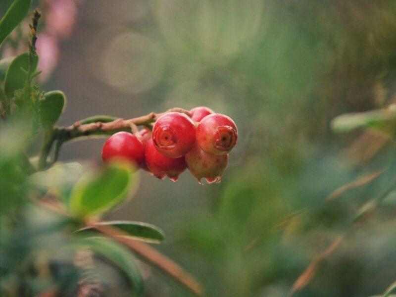 Rovaniemi: Mushrooms & Wild Berries Picking Tour - Flora and Fauna