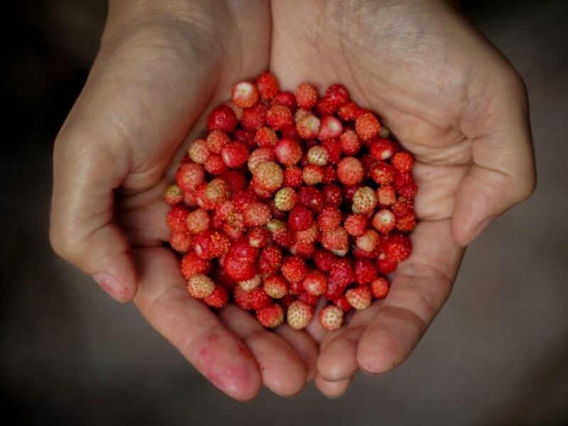 Rovaniemi: Mushrooms & Wild Berries Picking Tour - Inclusions and Important Information
