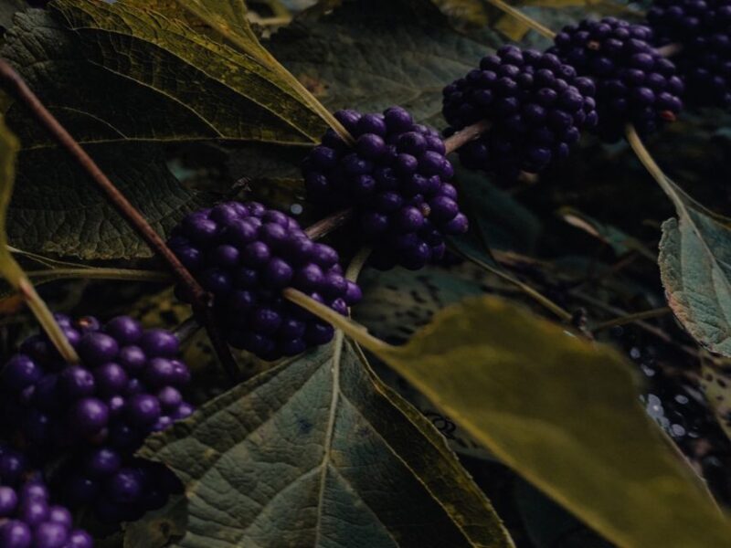 Rovaniemi: Mushrooms & Wild Berries Picking Tour - Sum Up