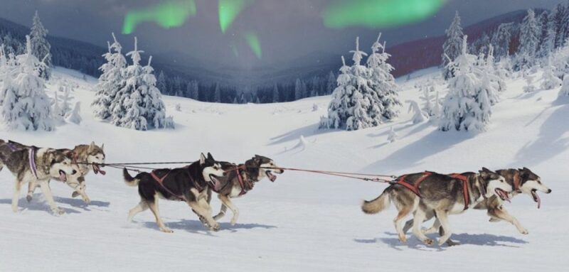 Rovaniemi: Northern Lights and Husky Sleigh Ride - Experience Details