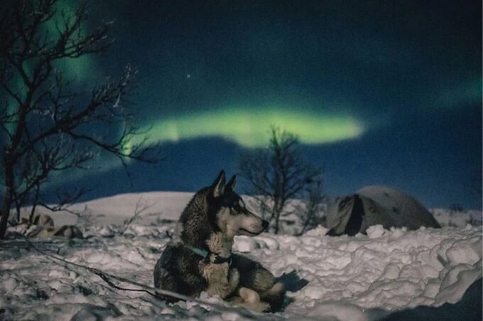 Rovaniemi: Northern Lights and Husky Sleigh Ride - Customer Ratings and Feedback