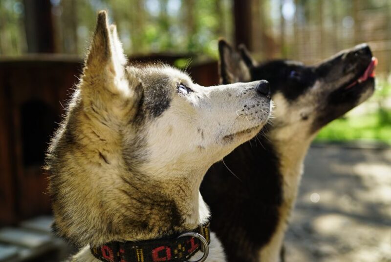 Rovaniemi: Quad Bike Safari, Reindeer & Husky Farm Visit - Tour Overview