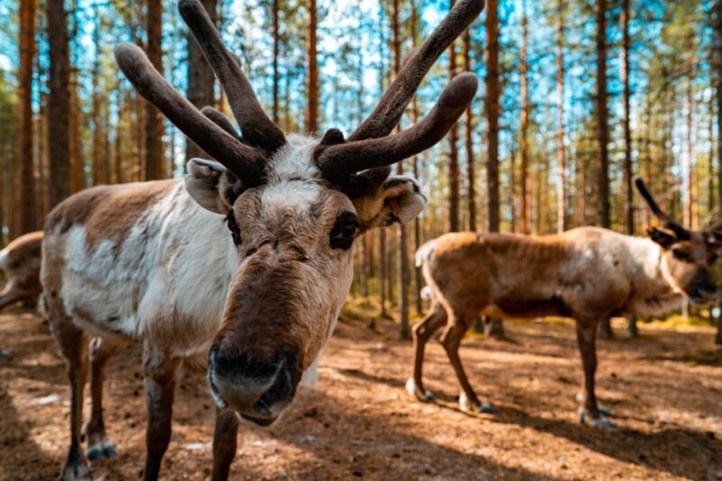 Rovaniemi: Quad Bike Safari, Reindeer & Husky Farm Visit - Highlights of the Experience