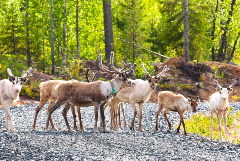 Rovaniemi: Quad Bike Wilderness Safari - Experience Highlights