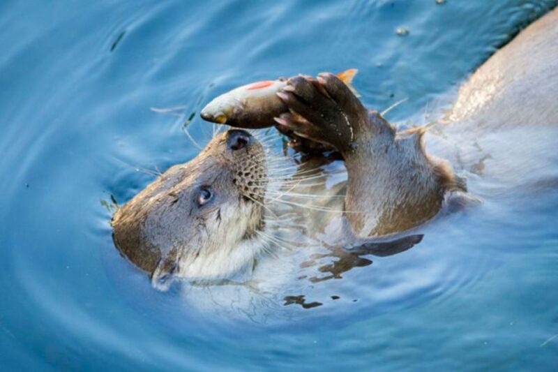 Rovaniemi: Ranua Zoo Entry Ticket W/ Walking Tour and Lunch - Activity Overview