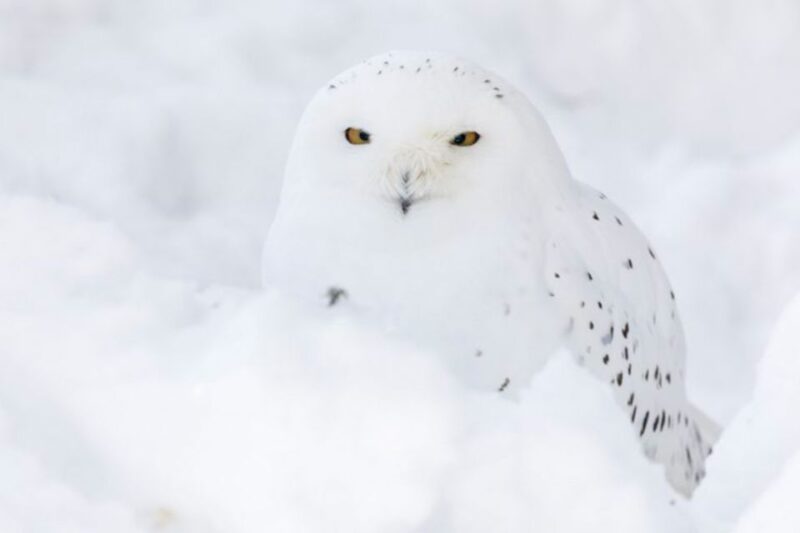 Rovaniemi: Ranua Zoo Entry Ticket W/ Walking Tour and Lunch - Ranua Zoo Experience