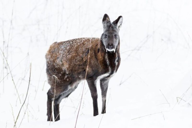 Rovaniemi: Ranua Zoo Entry Ticket W/ Walking Tour and Lunch - Tour Inclusions
