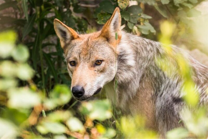 Rovaniemi: Ranua Zoo Entry Ticket W/ Walking Tour and Lunch - Preparing for the Cold