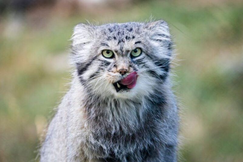 Rovaniemi: Ranua Zoo Entry Ticket W/ Walking Tour and Lunch - Accessibility and Suitability