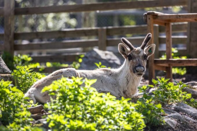 Rovaniemi: Ranua Zoo Entry Ticket W/ Walking Tour and Lunch - Customer Reviews and Ratings