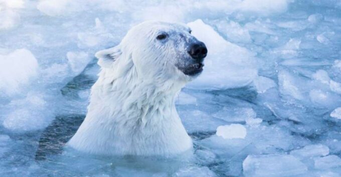 Rovaniemi: Ranua Zoo Entry Ticket W/ Walking Tour and Lunch - Getting to Ranua Zoo