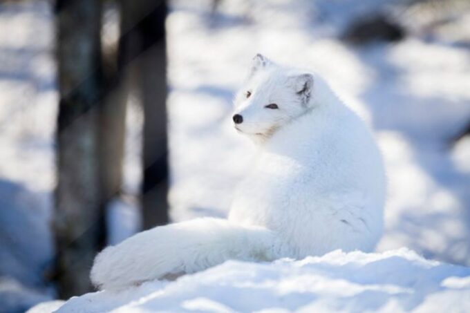 Rovaniemi: Ranua Zoo Entry Ticket W/ Walking Tour and Lunch - Frequently Asked Questions