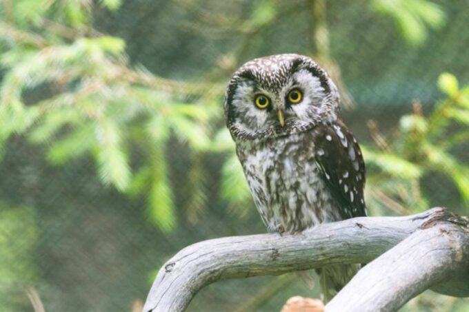 Rovaniemi: Ranua Zoo Entry Ticket W/ Walking Tour and Lunch - Sum Up