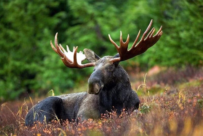 Rovaniemi: Ranua Zoo Entry Ticket With BBQ Picnic - Ranua Zoo: Arctic Wildlife Exploration