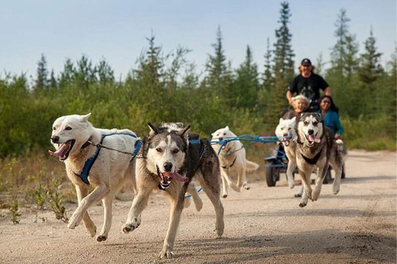 Rovaniemi: Ranua Zoo Entry Ticket With BBQ Picnic - Group Size and Participant Requirements