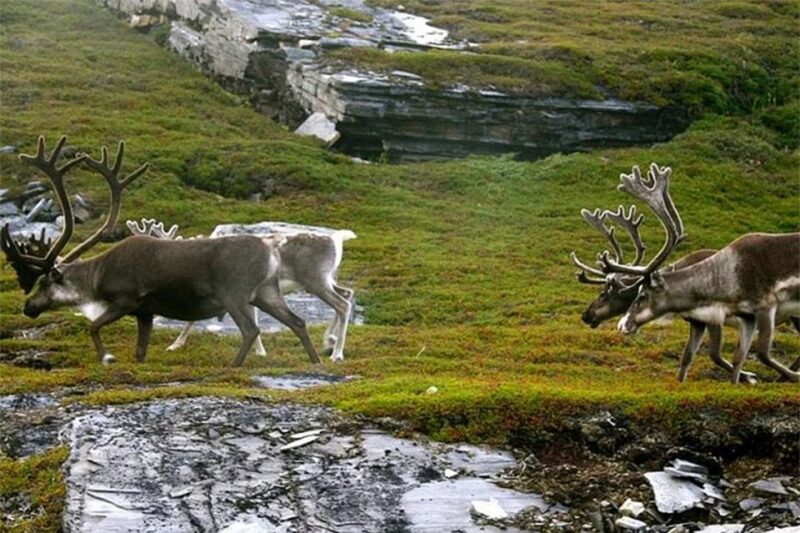 Rovaniemi: Ranua Zoo Entry Ticket With BBQ Picnic - Pickup and Transportation Details