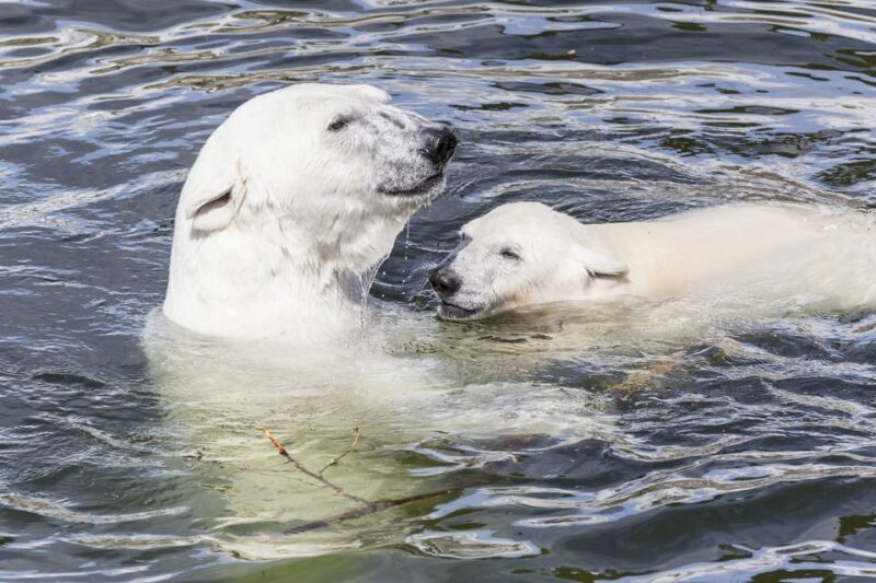 Rovaniemi: Ranua Zoo Visit With Lunch - Pricing and Booking
