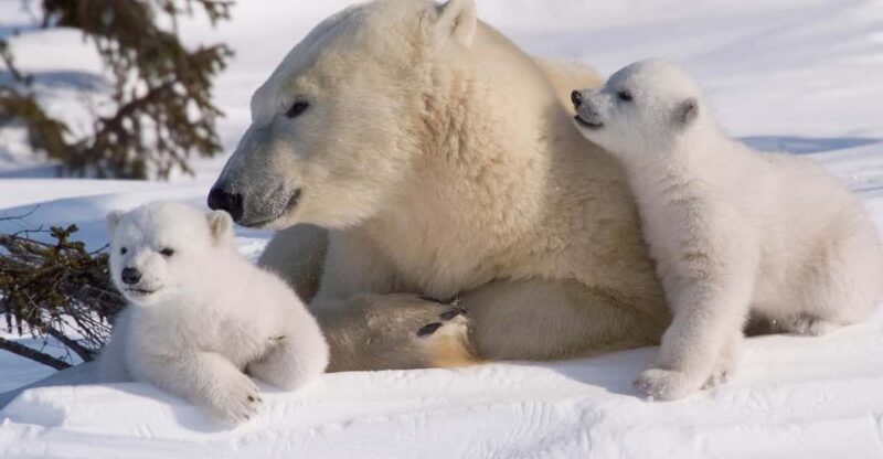 Rovaniemi: Ranua Zoo Visit With Lunch - Transportation and Guide