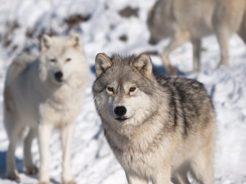 Rovaniemi: Ranua Zoo Visit With Lunch - Departure Times and Group Size