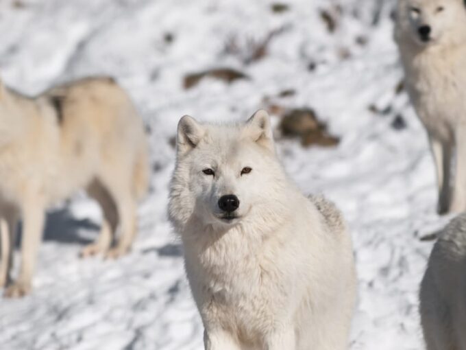 Rovaniemi: Ranua Zoo Visit With Lunch - Lappish Lunch Experience