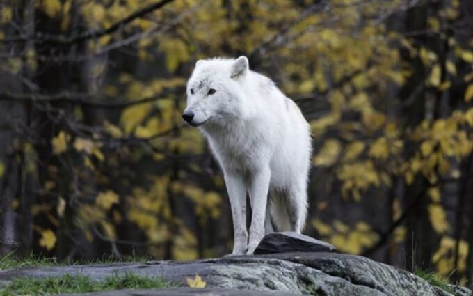 Rovaniemi: Ranua Zoo Visit With Lunch - Pickup and Drop-off Locations