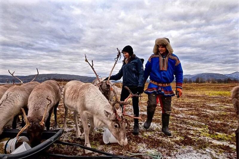 Rovaniemi: Reindeer Farm Visit in the Summer - Activity Overview