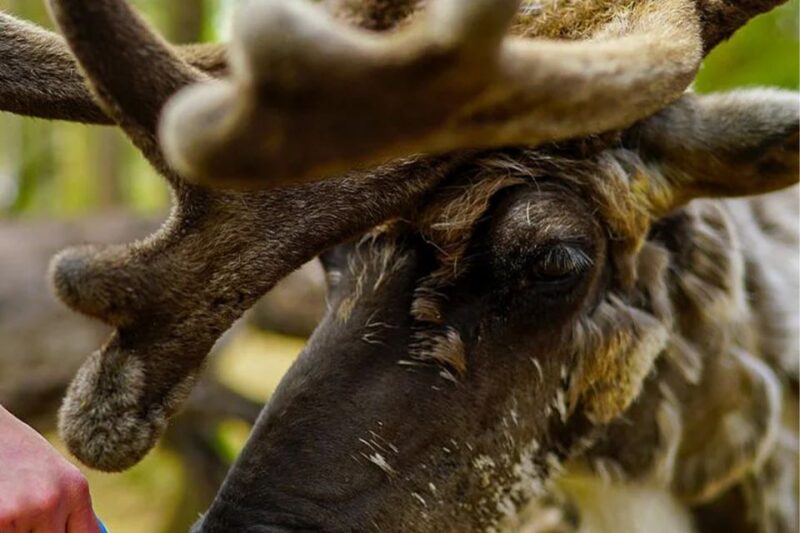 Rovaniemi: Reindeer Farm Visit in the Summer - Experience Highlights