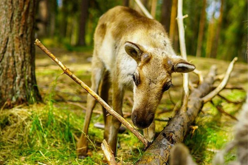 Rovaniemi: Reindeer Farm Visit in the Summer - Lappish Lifestyle and Reindeer Culture
