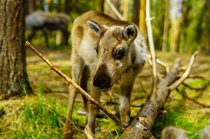 Rovaniemi: Reindeer Farm Visit in the Summer - Meet the Reindeer Herders