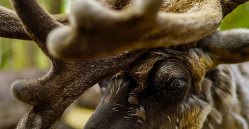 Rovaniemi: Reindeer Farm Visit in the Summer - Interaction With Herders Dogs