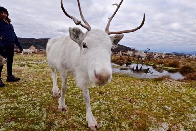 Rovaniemi: Reindeer Farm Visit in the Summer - Finnish Snacks and Hot Drinks
