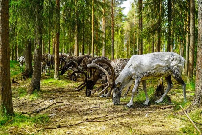 Rovaniemi: Reindeer Farm Visit in the Summer - Sum Up