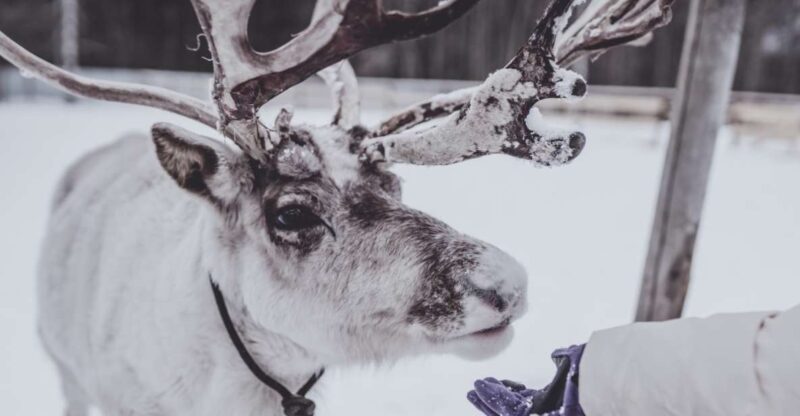 Rovaniemi: Reindeer Farm Visit & Short Sled Ride - Highlights of the Experience