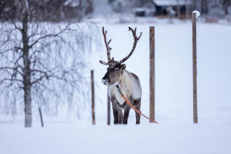 Rovaniemi: Reindeer Farm Visit With Sleigh Ride - Good To Know