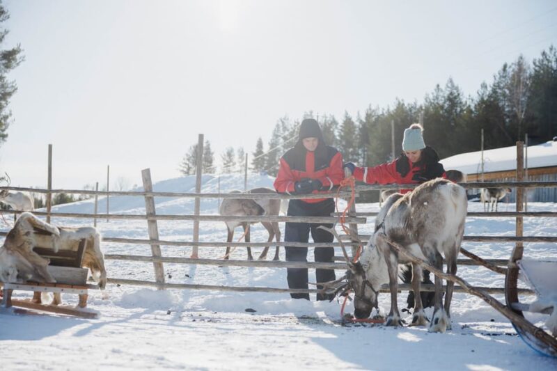 Rovaniemi: Reindeer Farm Visit With Sleigh Ride - Reindeer Herding Culture and Traditions