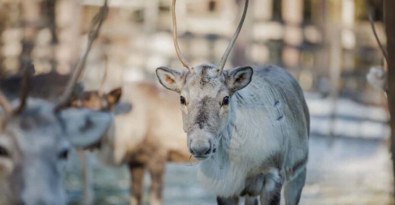 Rovaniemi: Reindeer Farm Visit With Sleigh Ride - Customer Ratings and Feedback