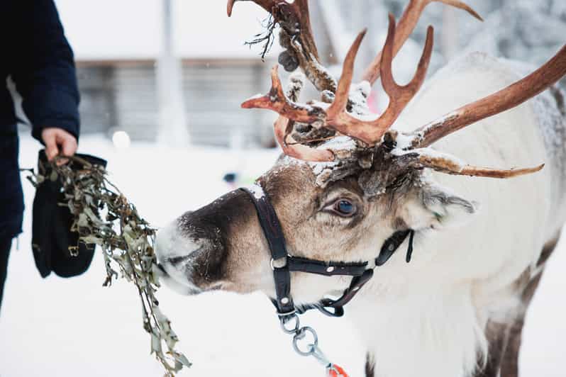 Rovaniemi: Reindeer, Huskies & Santa Claus Village - Overview and Pricing