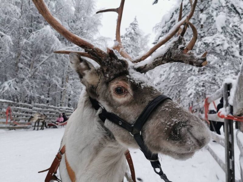 Rovaniemi: Reindeer, Huskies, Santas Pets & Aurora BBQ Tour - Tour Overview and Pricing