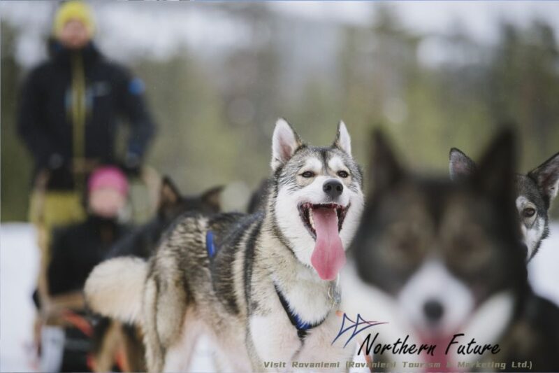 Rovaniemi: Reindeer, Huskies, Santas Pets & Aurora BBQ Tour - Morning Experiences