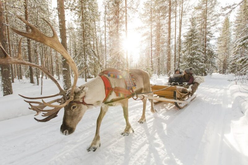 Rovaniemi: Reindeer, Huskies, Santas Pets & Aurora BBQ Tour - Evening Experiences