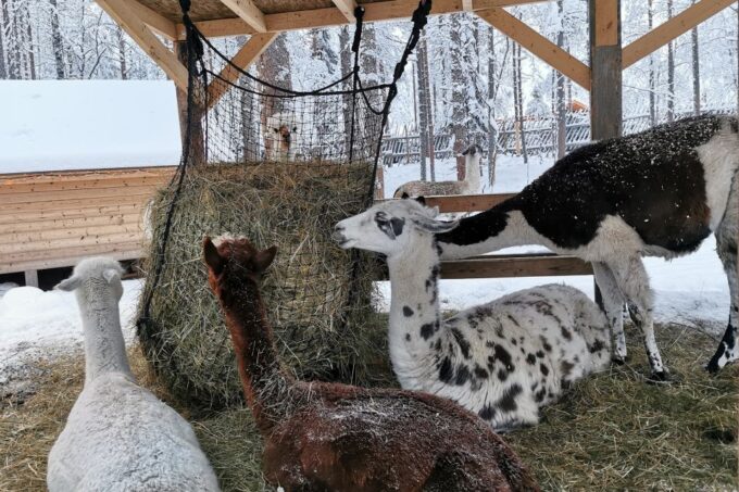 Rovaniemi: Reindeer, Huskies, Santas Pets & Aurora BBQ Tour - Customer Feedback