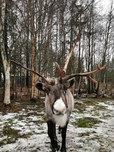 Rovaniemi: Reindeer, Huskies, Santas Pets & Aurora BBQ Tour - Reservation and Cancellation