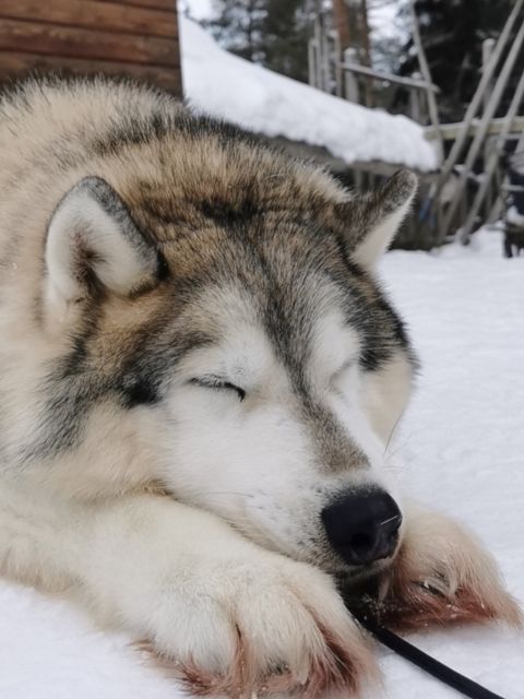 Rovaniemi: Reindeer, Huskies, Santas Pets & Aurora BBQ Tour - Frequently Asked Questions