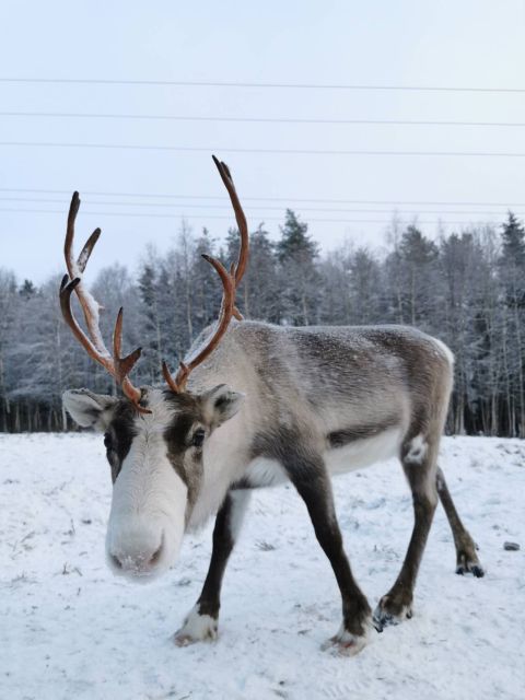 Rovaniemi: Reindeer, Huskies, Santas Pets & Aurora BBQ Tour - Sum Up