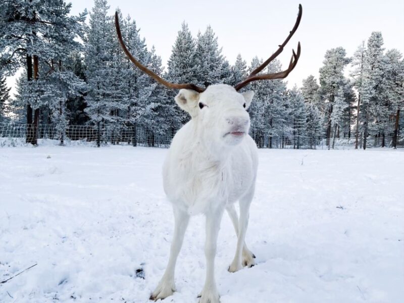 Rovaniemi: Reindeer Safari Tour & 2.5 Km Sled Ride - Tour Overview and Pricing