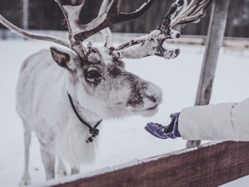 Rovaniemi: Reindeer Safari Tour & 2.5 Km Sled Ride - Authentic Cultural Connection