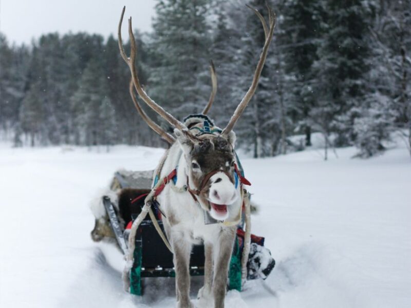 Rovaniemi: Reindeer Safari Tour & 2.5 Km Sled Ride - Included in the Tour